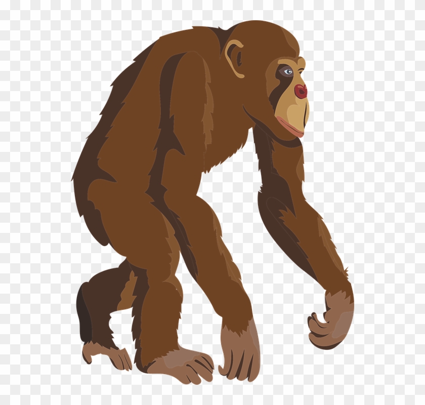 Chimpanzee Clipart Brown Monkey - Monkey #198000