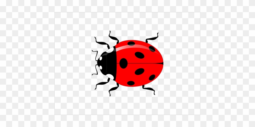 Ladybug Insect Vector Garden Nature Red Sp - Vector Graphics #199844