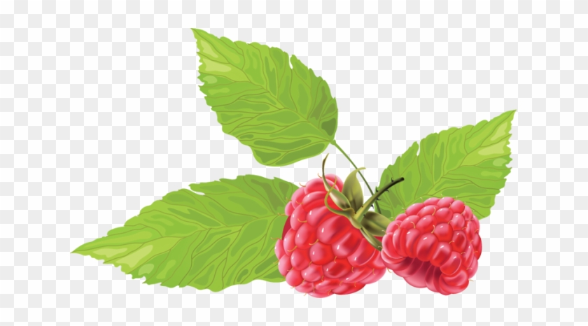 Great Clip Art Of Fruit - Raspberry Vector Free #200619