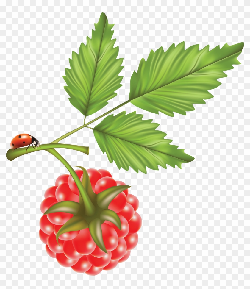 Raspberries, Free Picture, Fruit, Raspberry - Vector #200622