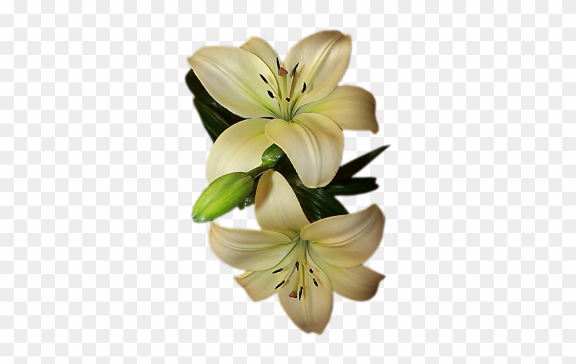 Https - //img-fotki - Yandex - Ru/get/9666/42830165 - Cluster-lilies #1226992