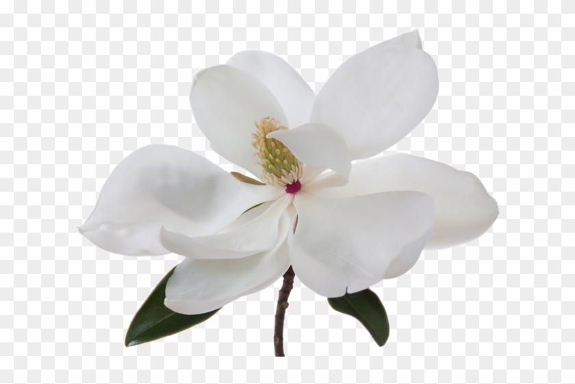 *the Statements Made Herein Have Not Been Evaluated - Southern Magnolia #1226998