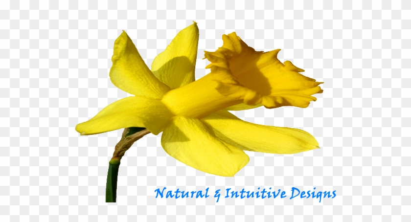 Playing With The Bits - Narcissus #1227020