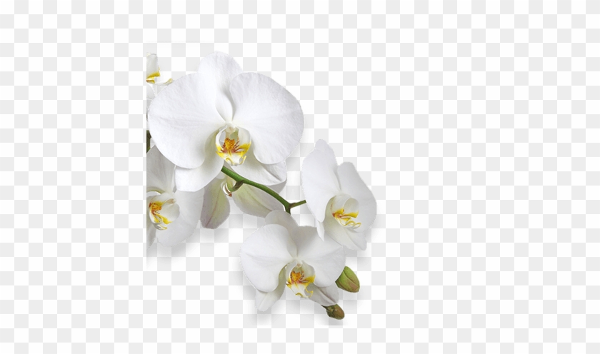 Flower - Consalnet Orchid White Flower Pattern Wallpaper Mural #1227032