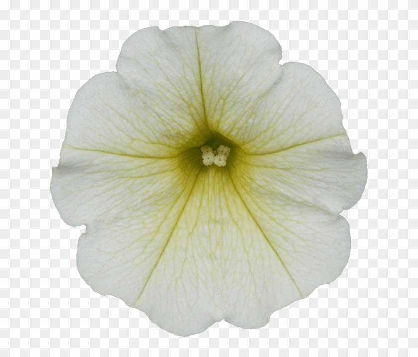 Petunia #1227034