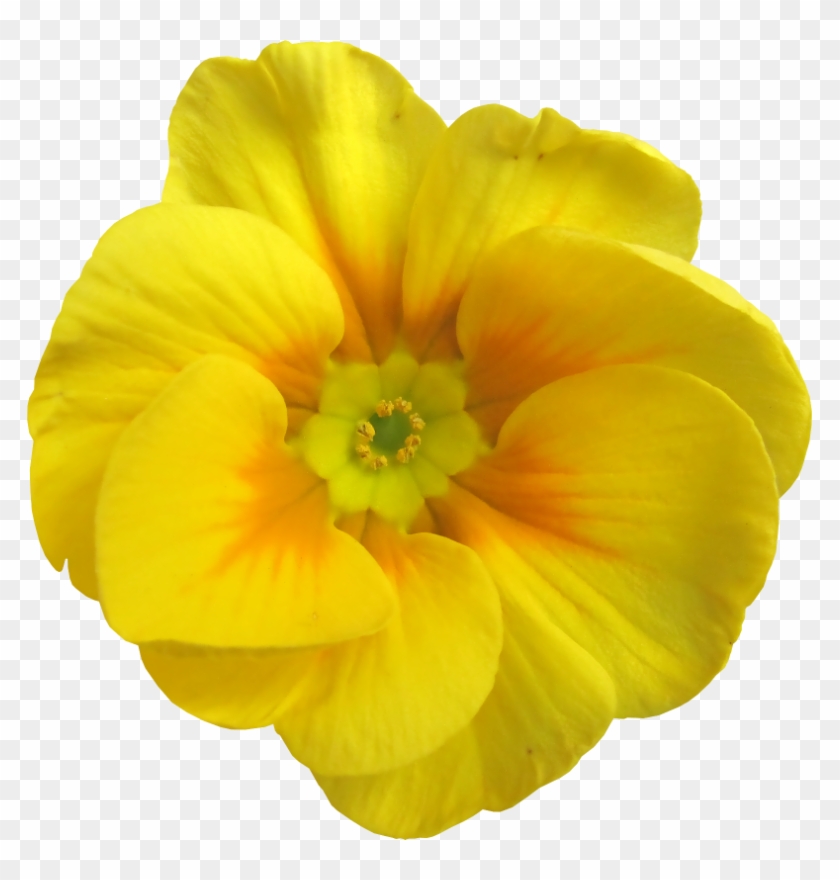 Primrose Petal Flower Garden Garden Roses - Flower #1227045