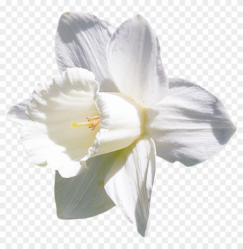 Daffodil White Flower Clip Art - Lily #1227054