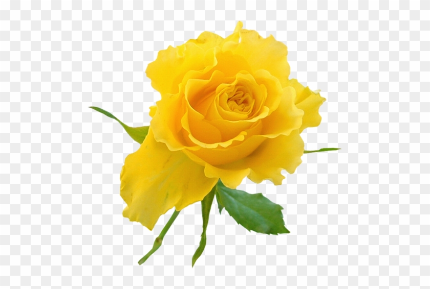 Yellow Rose Bud Clip Art - Good Night Messages With Flowers - Free  Transparent PNG Clipart Images Download