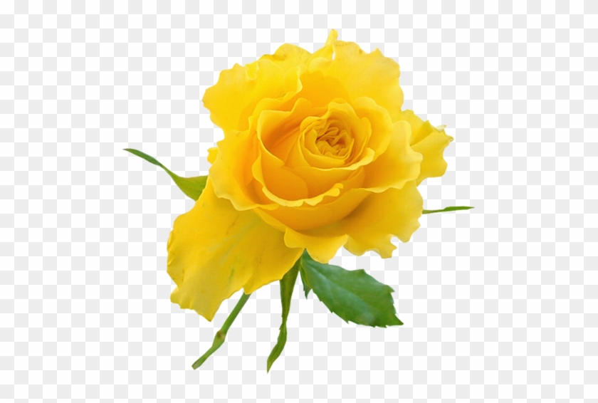 Yellow Rose Bud Clip Art - Good Night Messages With Flowers #1227061