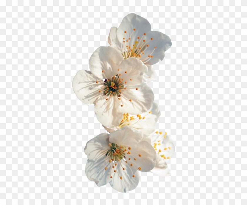 Tumblr Me6d0xznee1rm6jd7o1 500 - Flowers Transparent #1227062