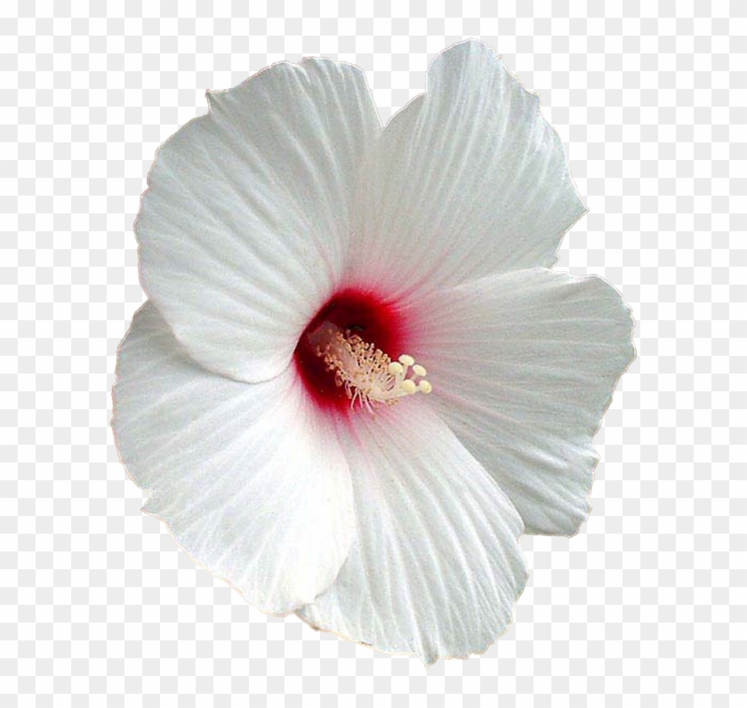 Flower Shoeblackplant Mallows Clip Art - Hibiscus Jpg Transparent #1227068