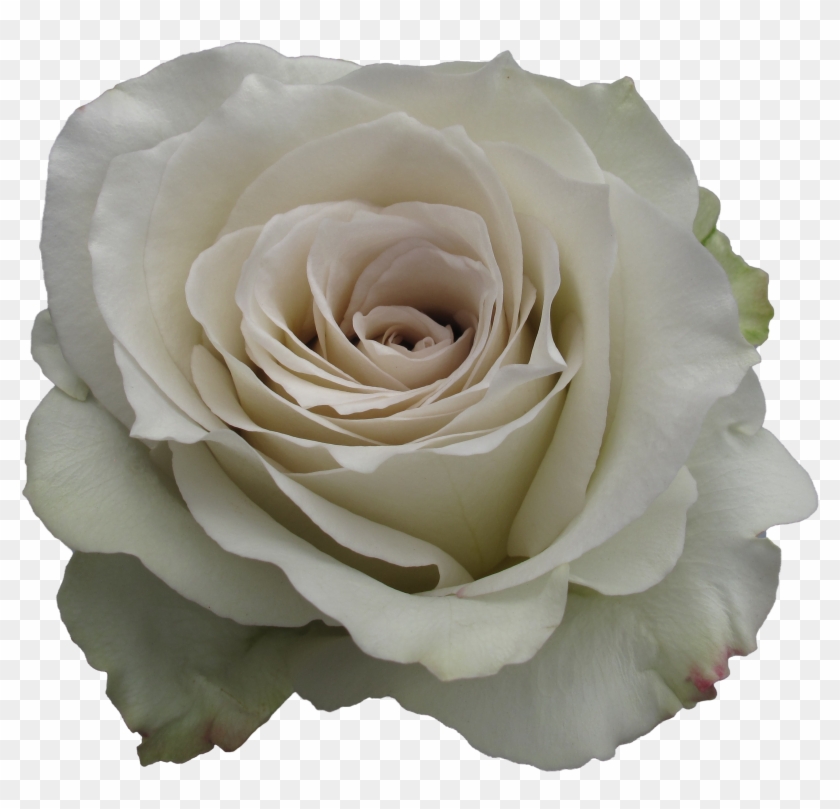 Rose Early Grey - Grey Flower Transparent #1227077
