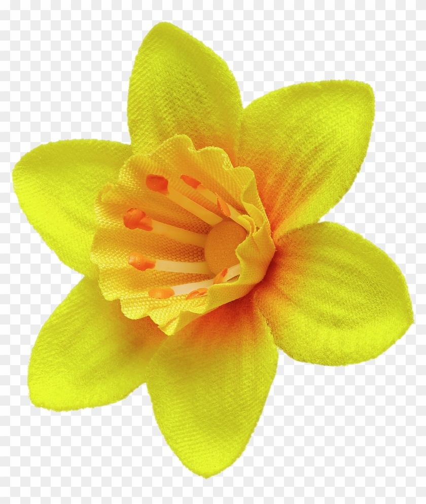 Daffodil Pin - Daffodil Png #1227080