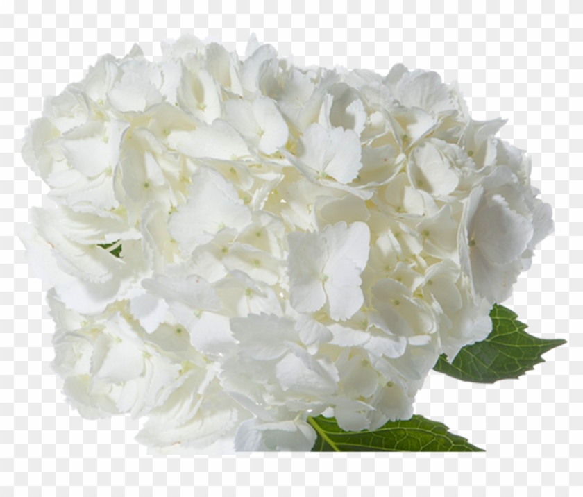 Jumbo White - White Hydrangea Flower Png #1227087