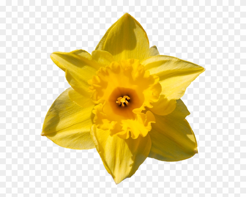 Нарцисс, Желтый Цветок, Daffodil - Daffodil #1227088
