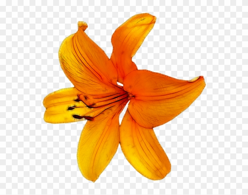 Flower Petal Orange - Flower #1227089