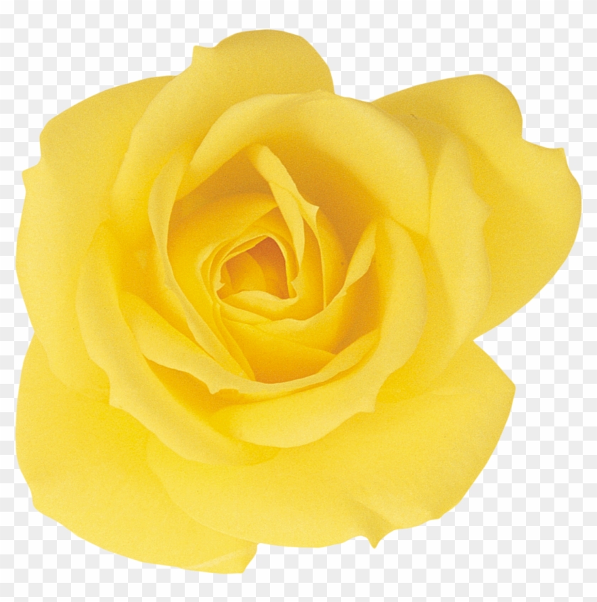 Garden Roses Beach Rose Yellow Petal - Rose #1227095