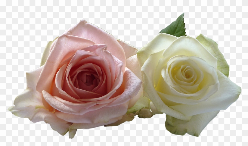 White Rose Png 10, Buy Clip Art - Wedding #1227100