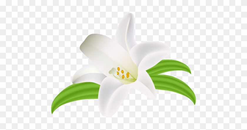 Lilium Flower Png Clipart Image - Lily #1227109