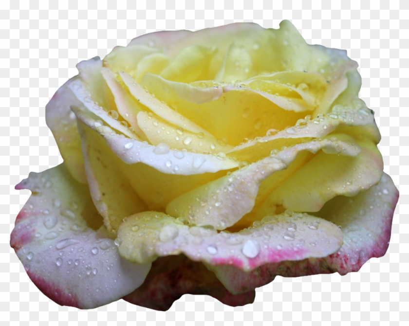 Pink And Yellow Rose Png 01 By Thy Darkest Hour - Png Yellow Roses #1227115