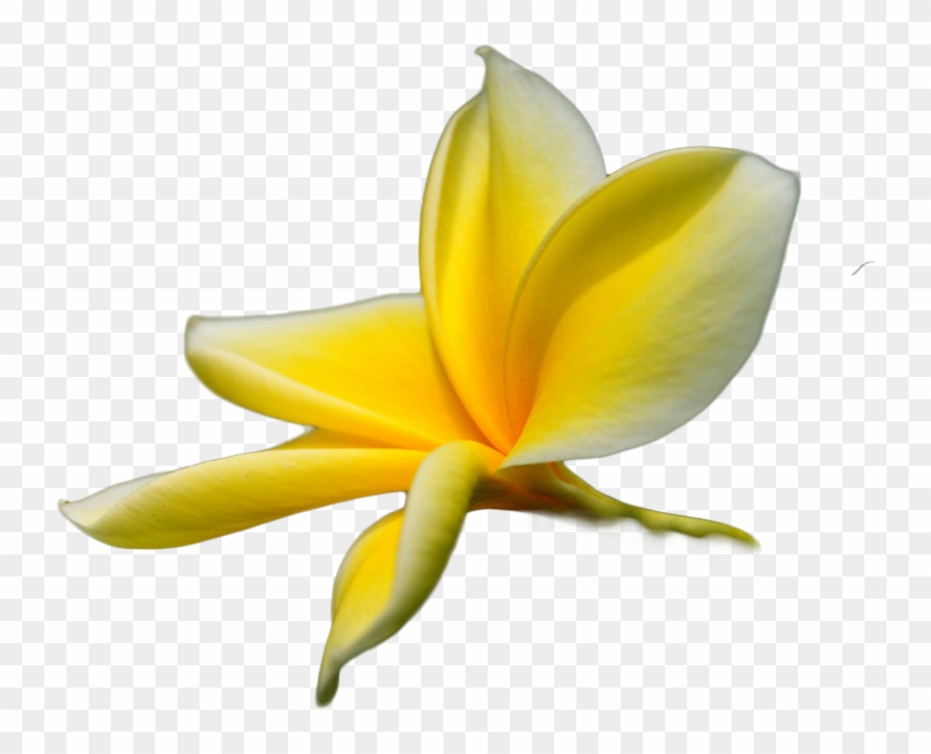 Share This Image - Tropical Flower Transparent Png #1227119