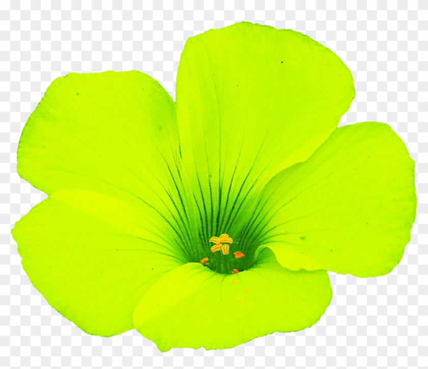 Neon Green Flower By Jeanicebartzen27 Neon Green Flower - Neon Green Flower Png #1227120
