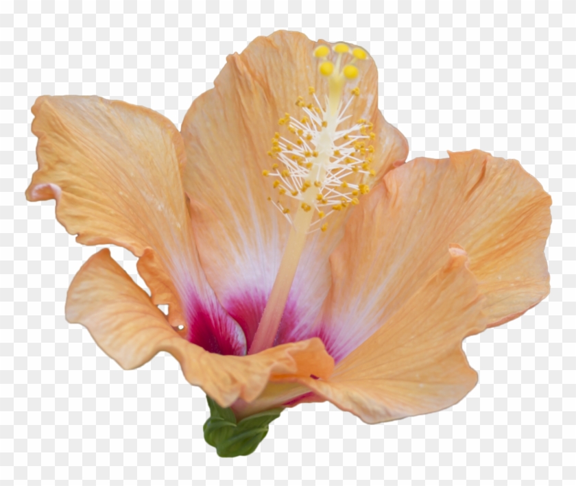 Orange Hibiscus Flower 2 Free To Use Png By Kibblywibbly - Deviant Art Flower Pngs #1227123