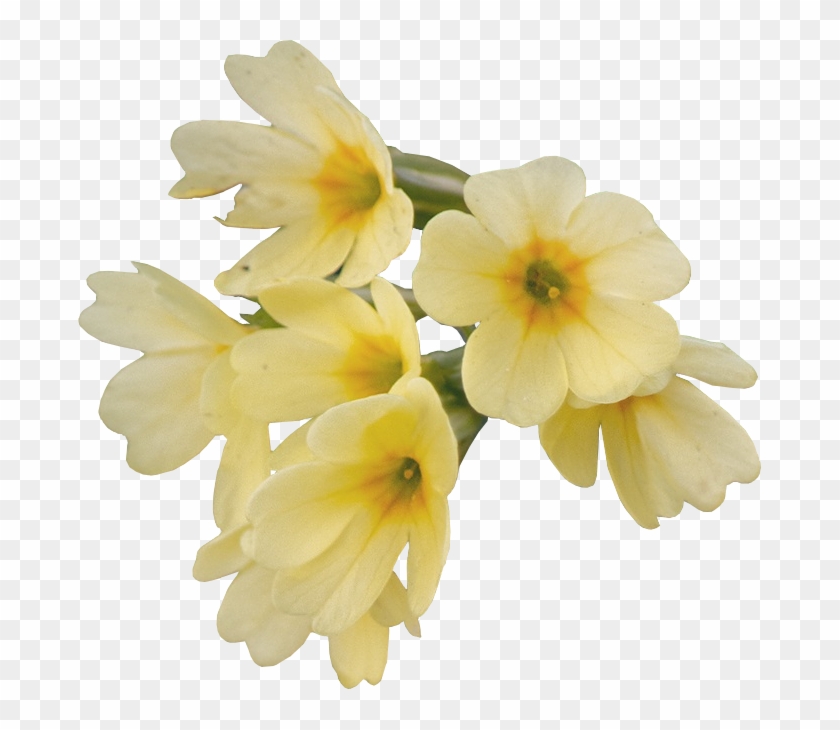 Flower Png - Portable Network Graphics #1227128