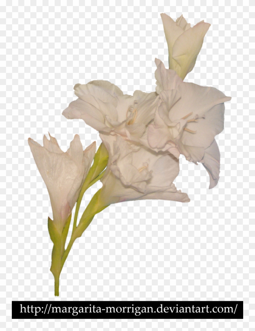 White Gladiolus By Margarita-morrigan - Stock Photography #1227134