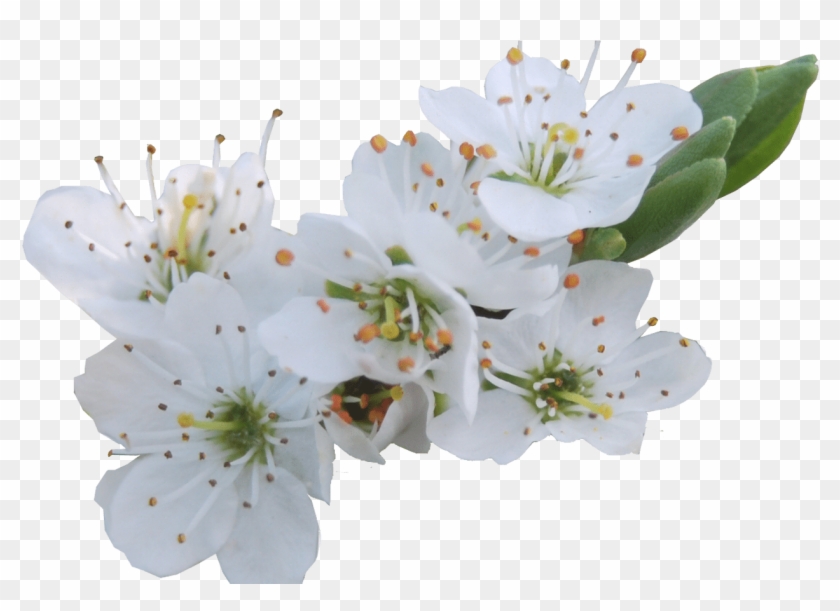 White Flowers Png Gallery Flower Decoration Ideas - My Mom And Me #1227136