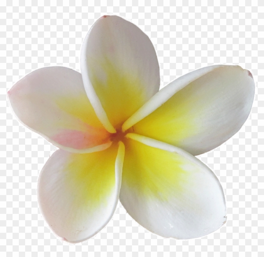 Flower Plumeria Rubra - Plumeria Gif #1227146