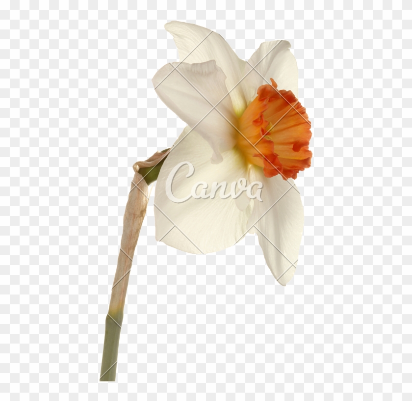 Single Flower Of A Daffodil Cultivar - Cultivar #1227148