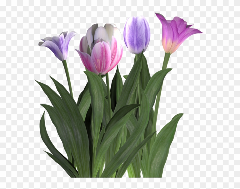 Tulipes - Tulipa Humilis #1227202