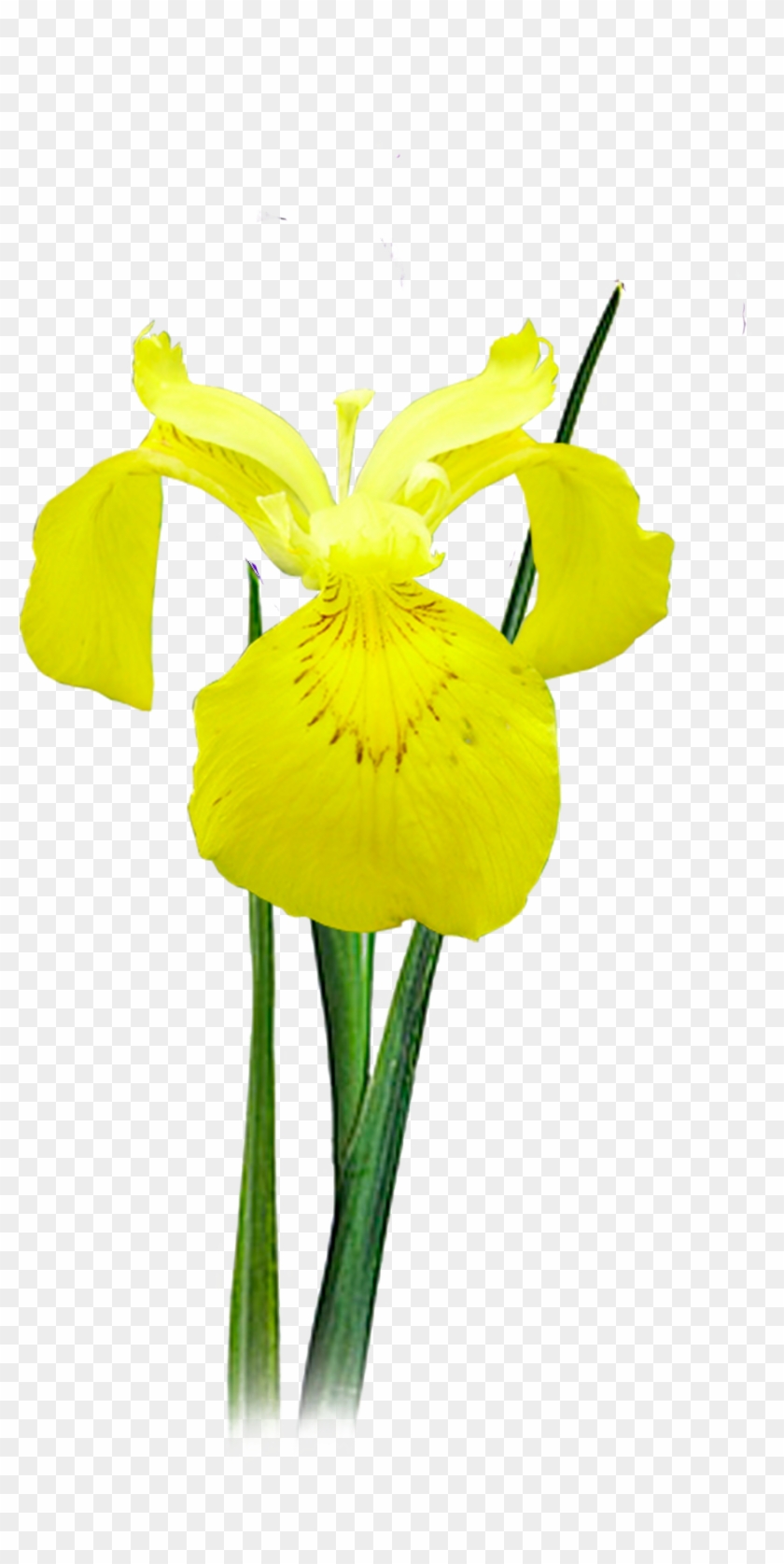 Next - Yellow Iris #1227431
