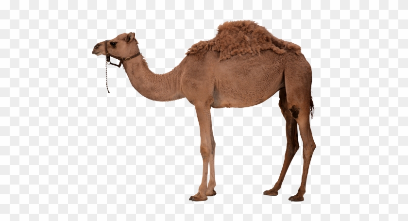 Camel Png Clipart - Skate Fast Eat Ass #1228494