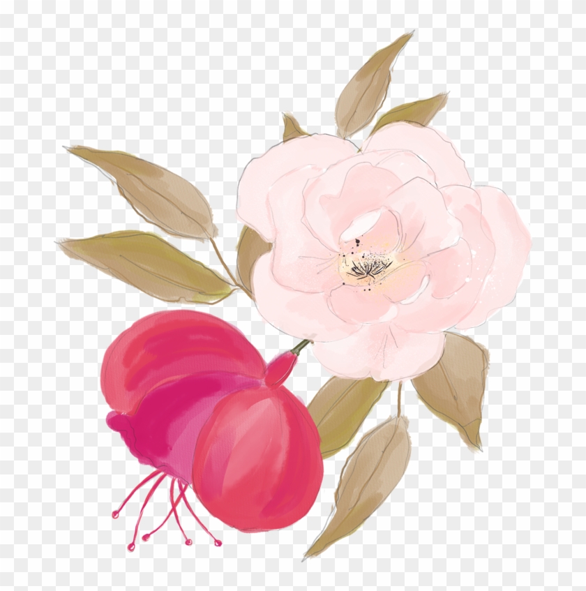 Centifolia Roses Watercolor Painting Flower Illustration - Rose #1228513