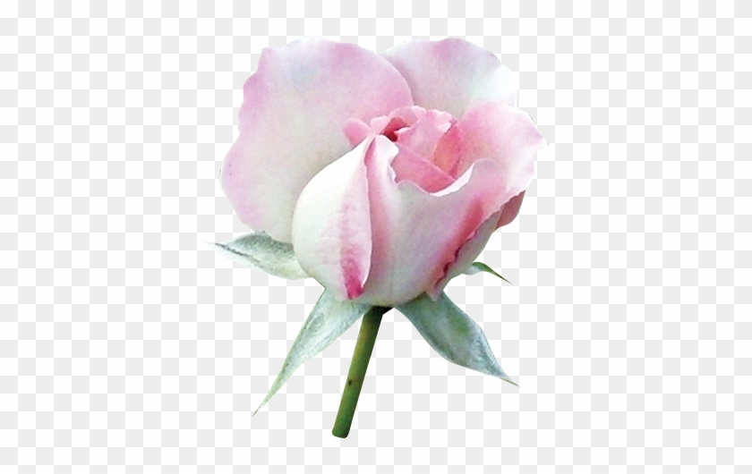 Floral Theme - Beach Rose #1228541