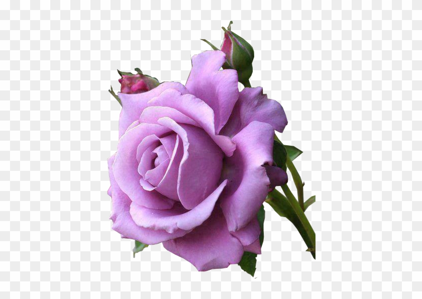 Outras Imagens Pngs De Flores, Imagens Pngs De Flores - Good Morning Purple Roses #1228635