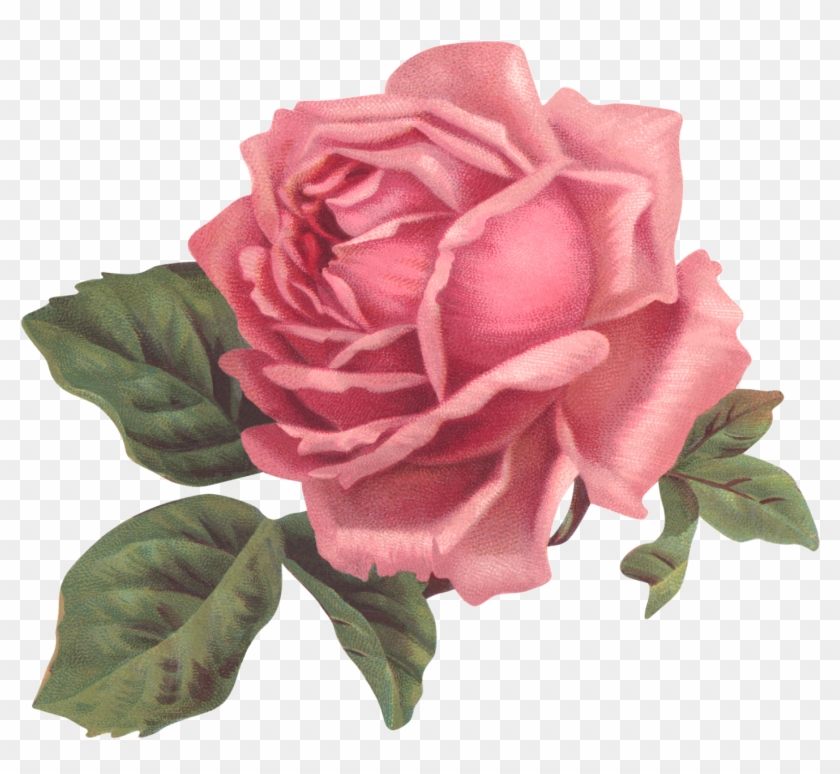 Un Poco De Romanticismo Antes Que Acabe El Domingo - Old Rose Informant By Brent C Dickerson #1228647