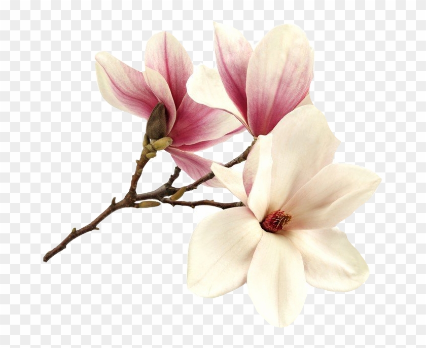 Flower Magnolia Magnolie Magnolias Tree Pink Summer - Artgeist Tableau Romantic Pink - Dimension - 40x40 #1228731