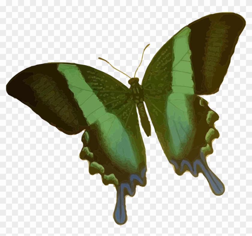 This Free Icons Png Design Of Papilio Blumei - Green Butterfly Shower Curtain #1228809
