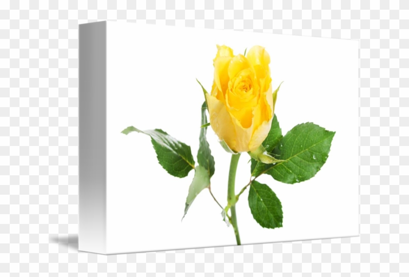 Hybrid Tea Rose #1228836