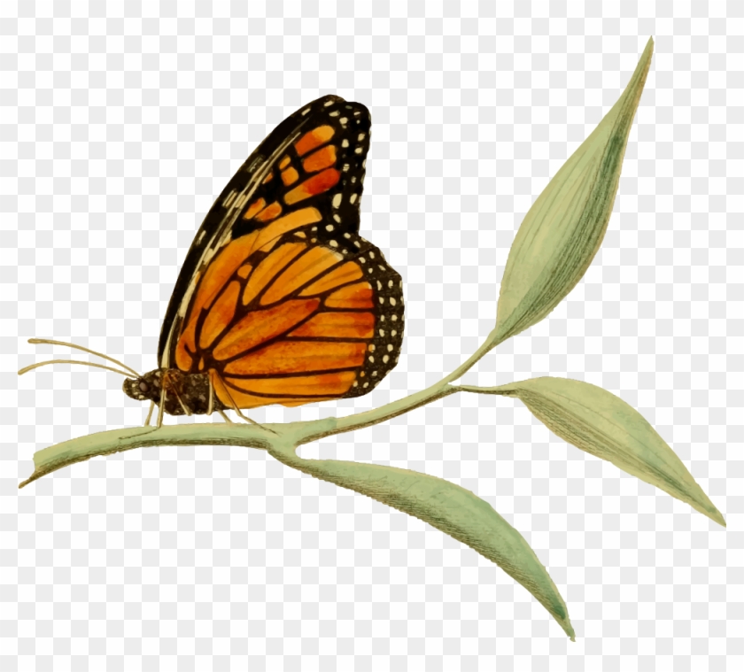 Monarch Butterfly Clipart Blank - Monarch Butterfly And Milkweed Clipart #1228893