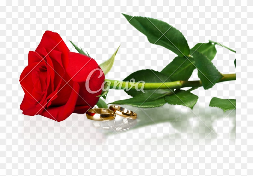 Red Rose With A Wedding Rings - Png Blumenladen #1228913