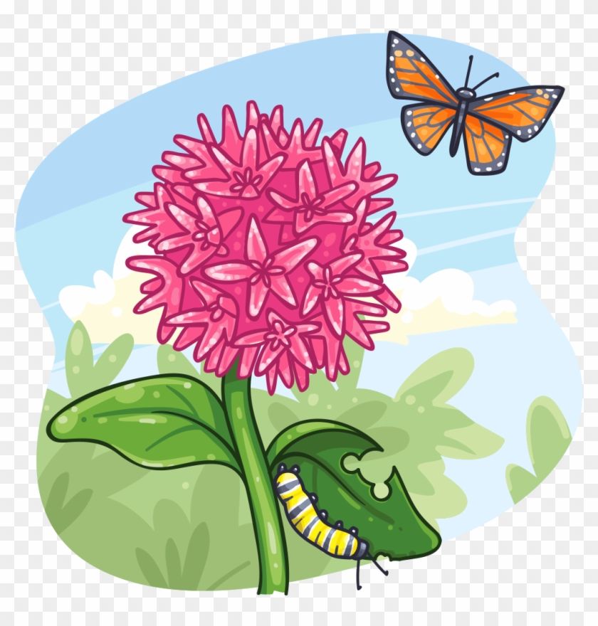 Milkweed Cliparts - Milkweed Plant Clipart #1228918