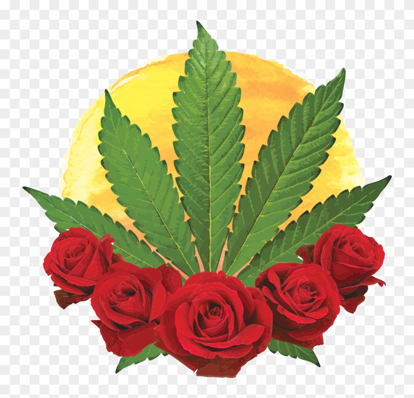 Cannabis Sativa Garden Roses Marijuana Hemp - Positive Roots Garden #1228931