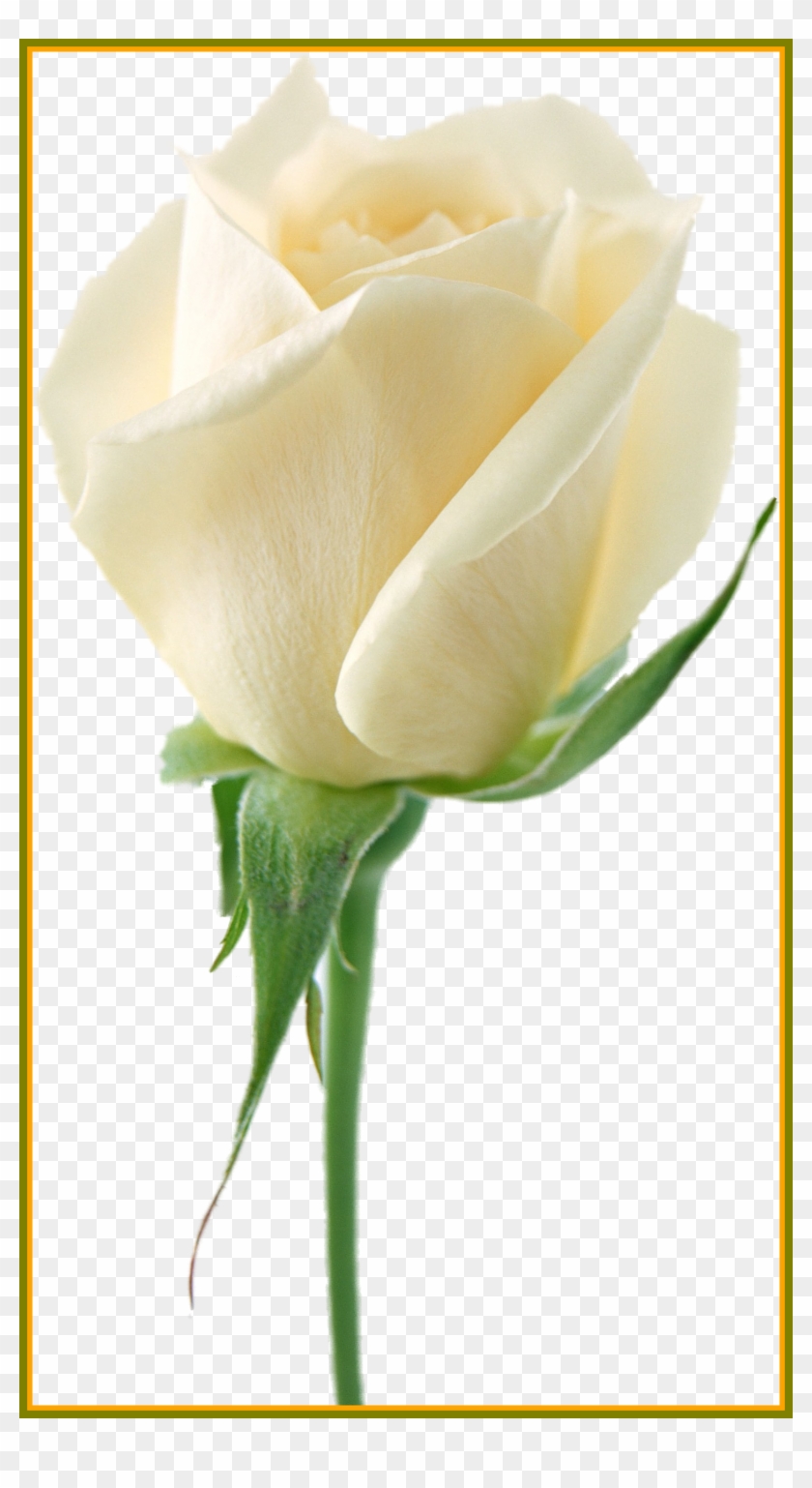 Amazing White Roses Png My Favorites Picture Of Wedding - White Roses Transparent Background #1228940
