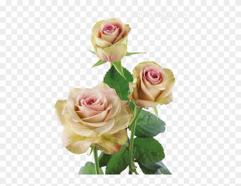 Upper Secret Rose - Upper Secret Rose #1228959