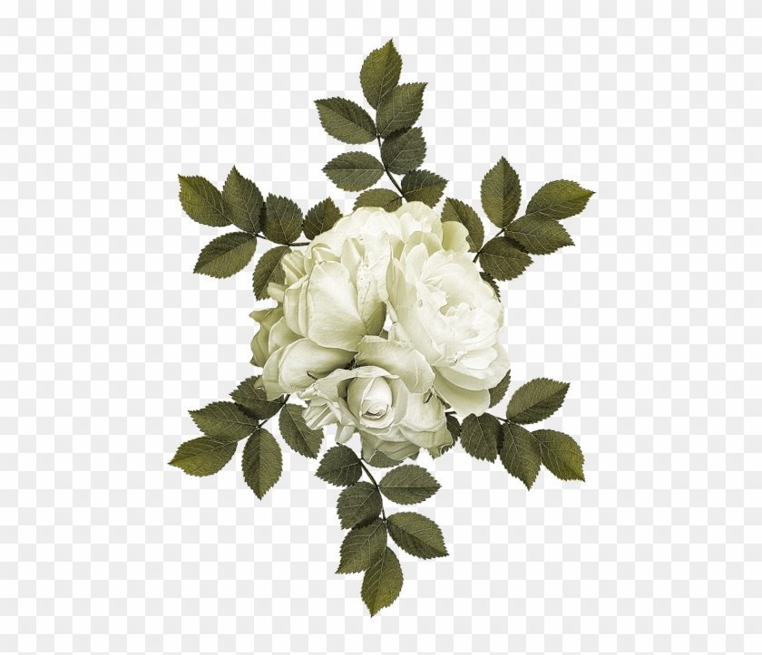 Garden Roses Cabbage Rose Flower - Four-c Fondant Tools Rose Leaf Cupcake Cutters Gumpaste #1228999