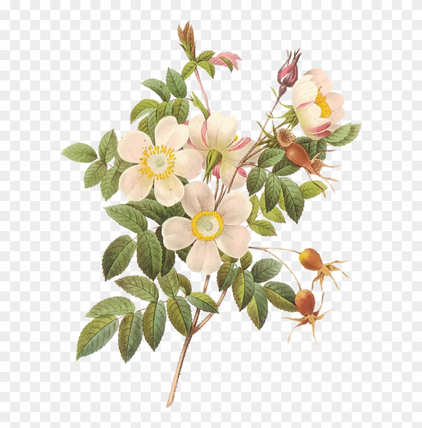 Fleurs,tube,flowers,png - Flower Illustration Png #1229008